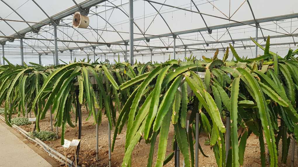 Cultivo de pitaya en invernadero con técnicas avanzadas de manejo