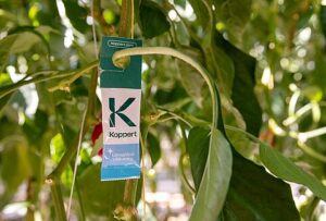 Etiqueta de Koppert en una planta de pimiento mostrando Limonica Ulti-Mite