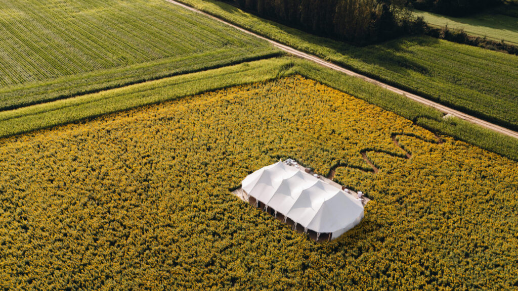 Vista aérea de un campo de girasoles con carpa para eventos.