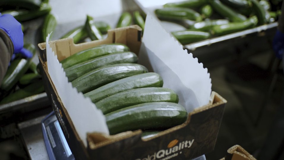 Caja con pepinos frescos en un entorno de trabajo agrícola