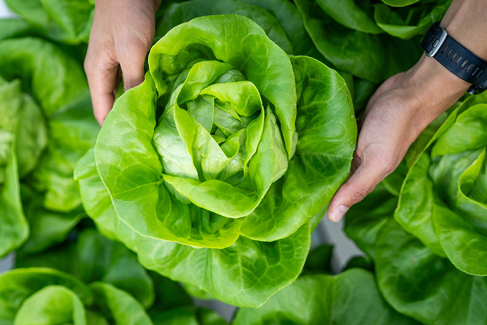 Manos sosteniendo una lechuga fresca en un cultivo