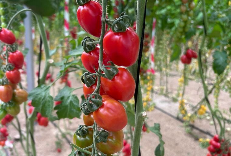 Racimo de tomates mini pera Pomeria en cultivo
