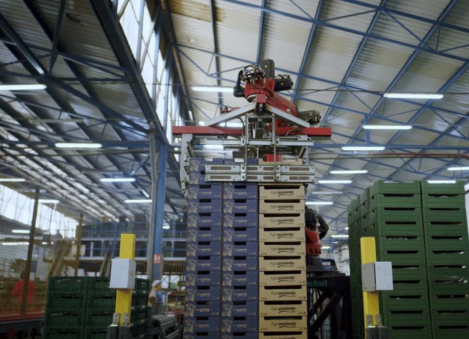 Robot apilando cajas en una instalación agroindustrial moderna
