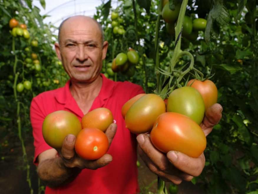 Hombre sosteniendo tomates de diferentes variedades en un invernadero