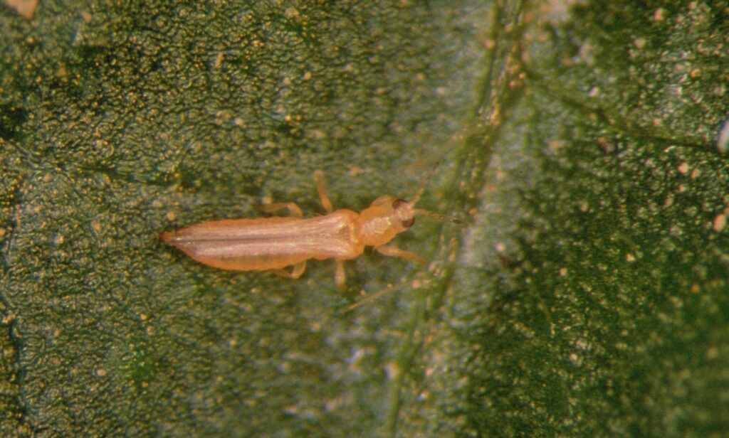Insecto trips sobre una hoja verde, mostrando su color y forma.
