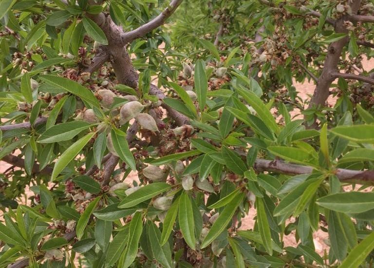 Rama de almendro con almendras en desarrollo y hojas verdes