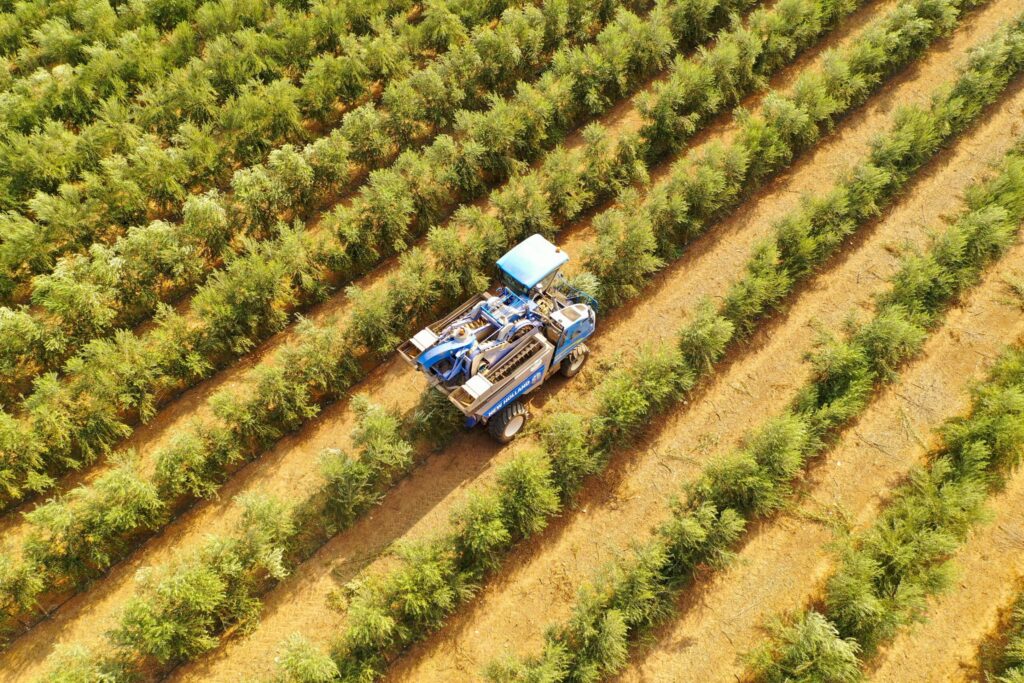 Vista aérea de un tractor en un olivar español durante la cosecha.
