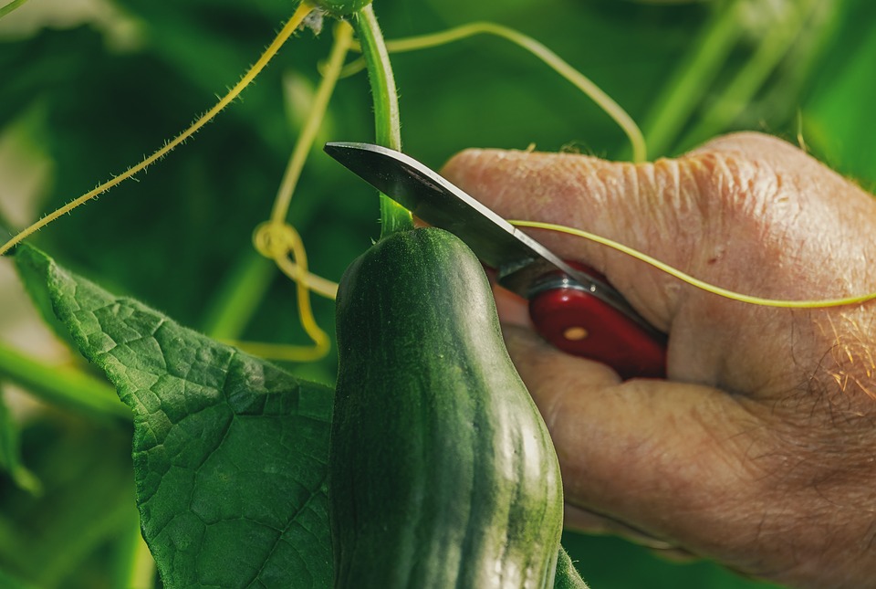 Mano cortando un pepino en un entorno agrícola